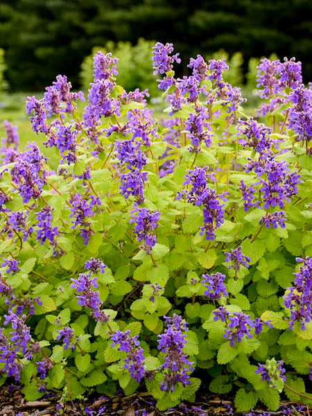 Nepeta x ‘Chartreuse on the Loose’ (Catmint)