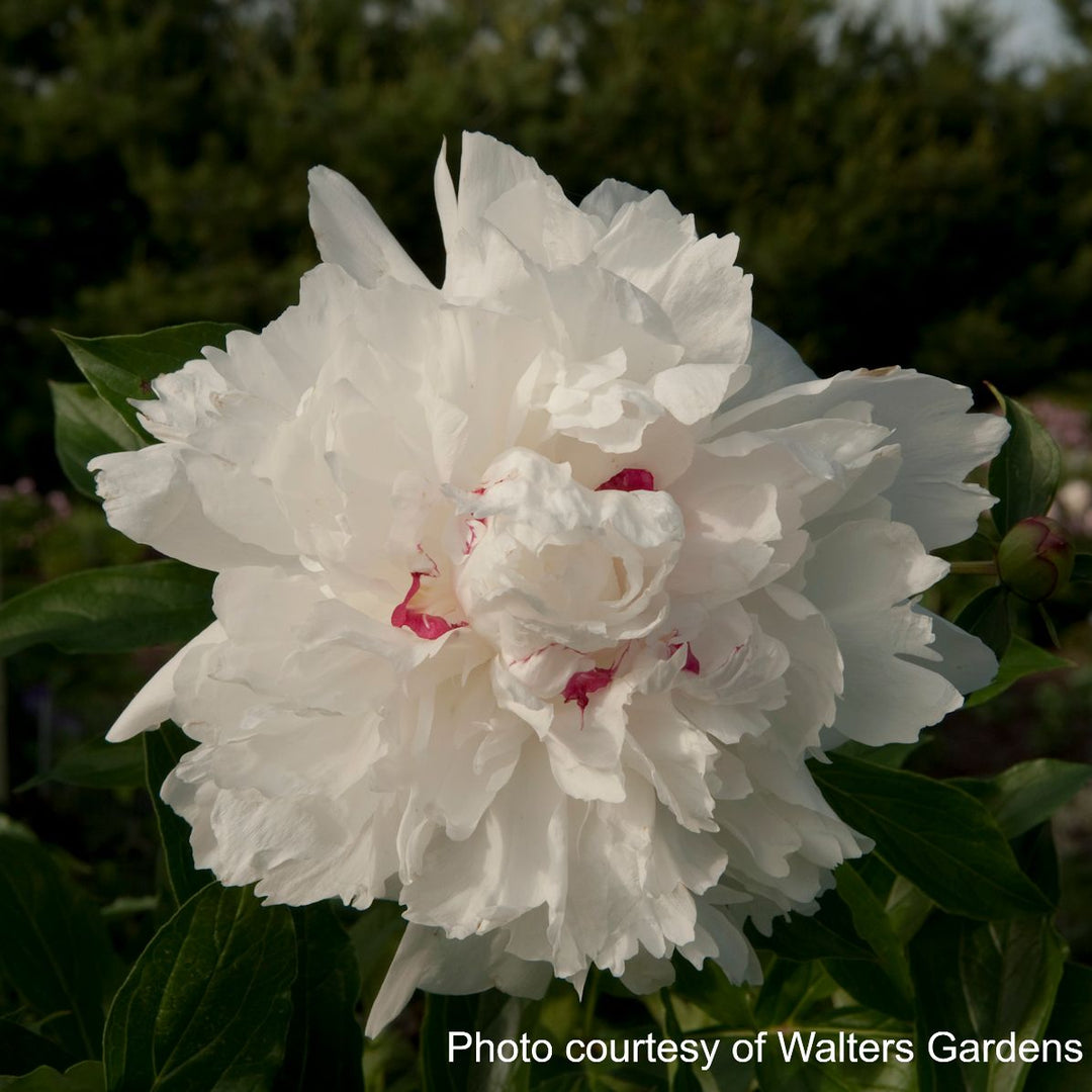 Paeonia l. 'Festiva Maxima' (Garden Peony)