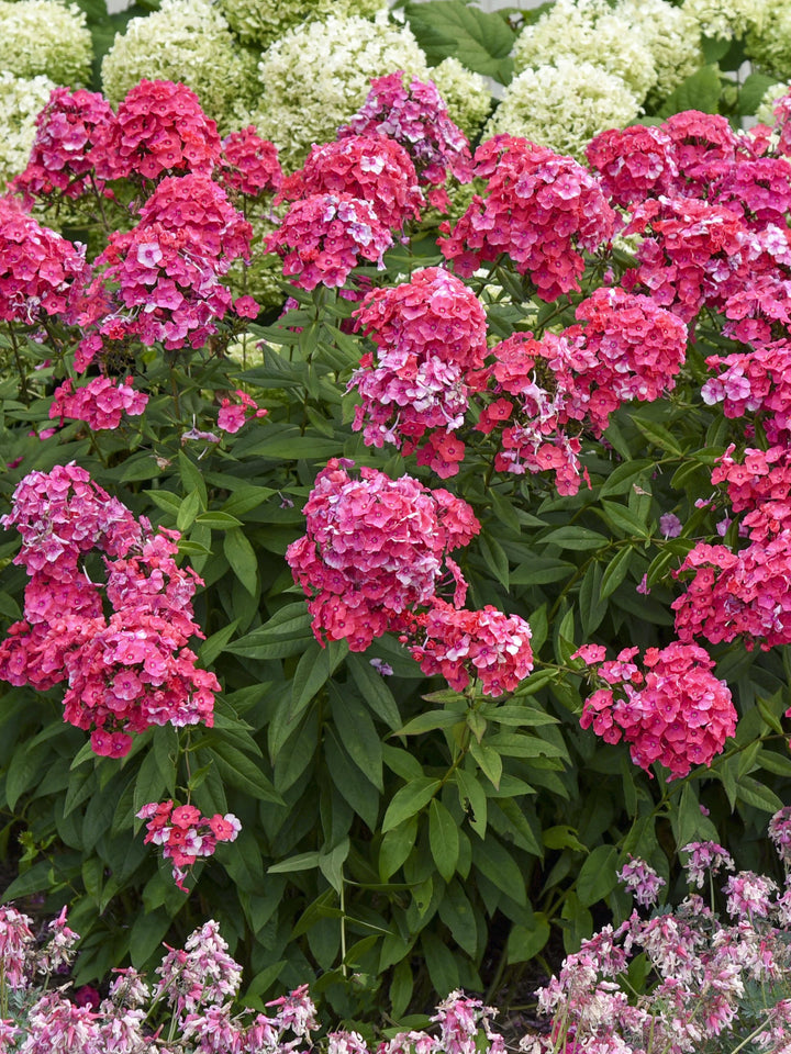 Phlox paniculata Garden Girls® 'Glamour Girl' (Summer Phlox)