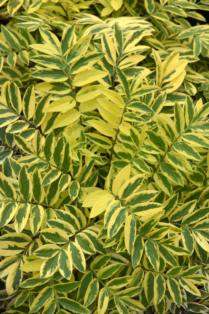 Polemonium ‘Golden Feathers’ (Jacob's Ladder)