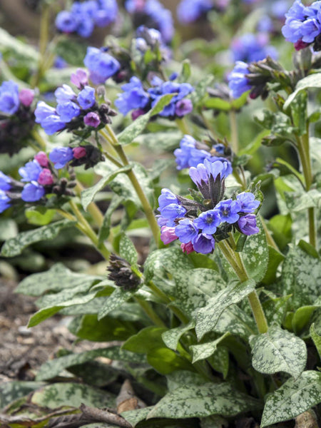 Pulmonaria 'Pink-a-Blue" (Lungwort)