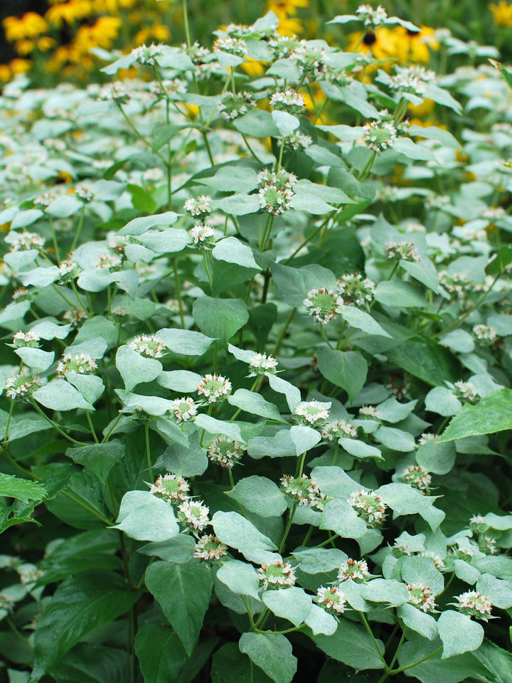 Pycnanthemum muticum (Clustered Mountainmint)