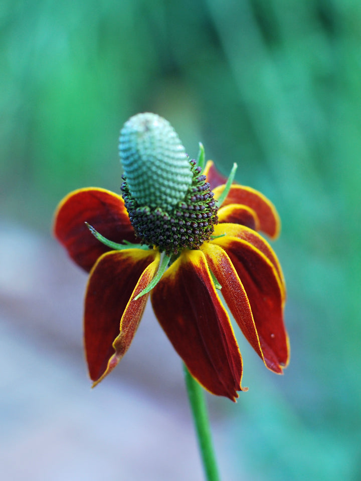 Ratibida columnifera 'Red Midget' (Mexican Hat Plant / Upright Prairie Coneflower)