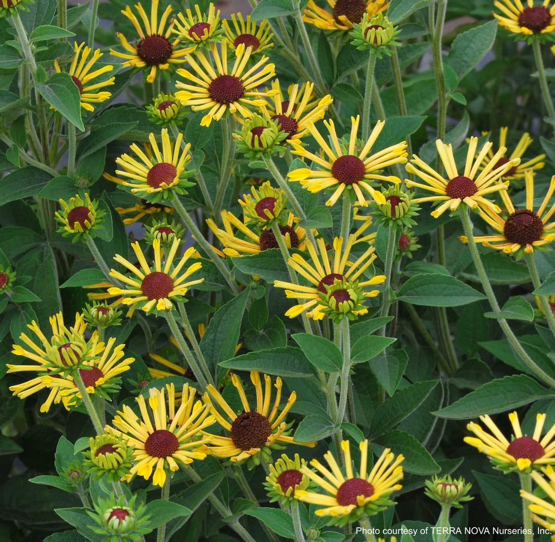 Rudbeckia s. 'Little Henry' (Dwarf Sweet Coneflower)