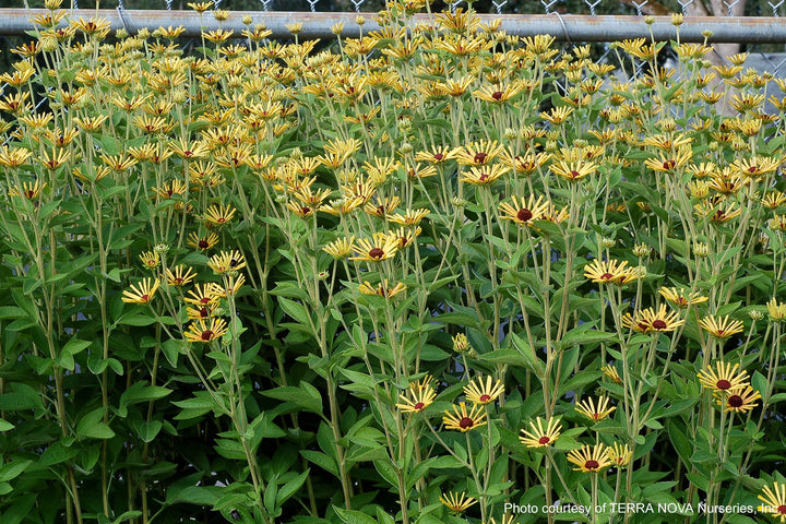 Rudbeckia s. 'Little Henry' (Dwarf Sweet Coneflower)