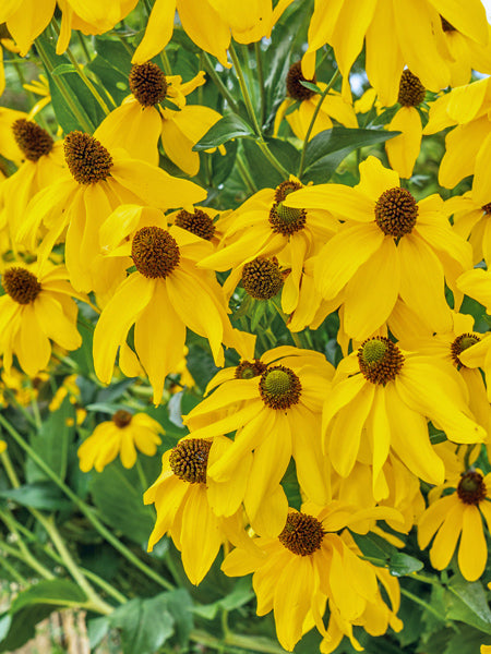 Rudbeckia laciniata (Cutleaf Coneflower)