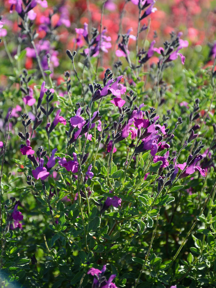 Salvia g. Arctic Blaze® Purple (Autumn Sage)