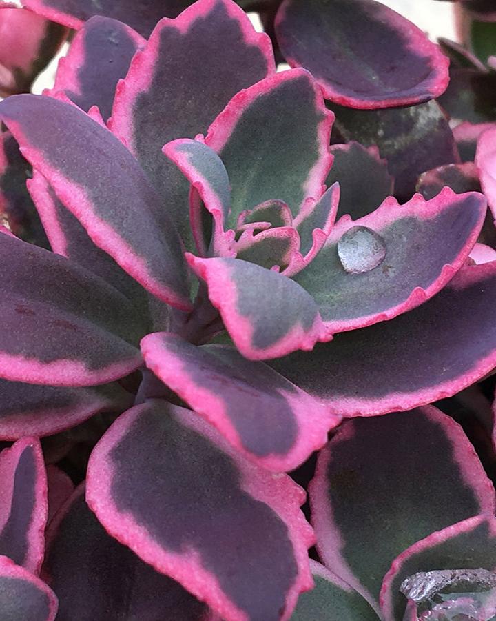 Sedum Sunsparkler® ‘Dream Dazzler’ (Stonecrop)