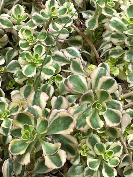 Sedum spurium ‘What a Doozie’ (Stonecrop)