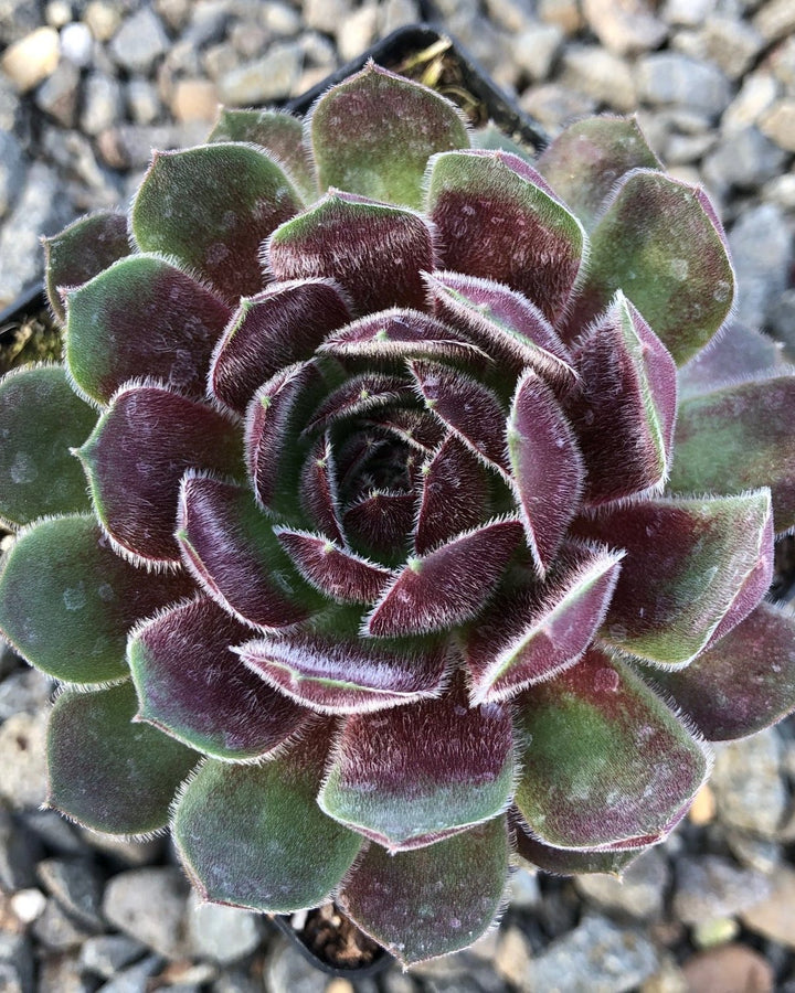 Sempervivum ‘Dea’ (Hens and Chicks)