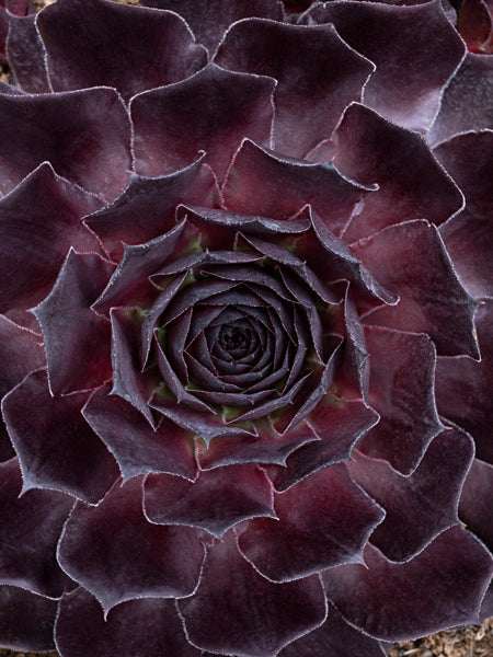 Sempervivum SuperSemps® Onyx (Hens and Chicks)