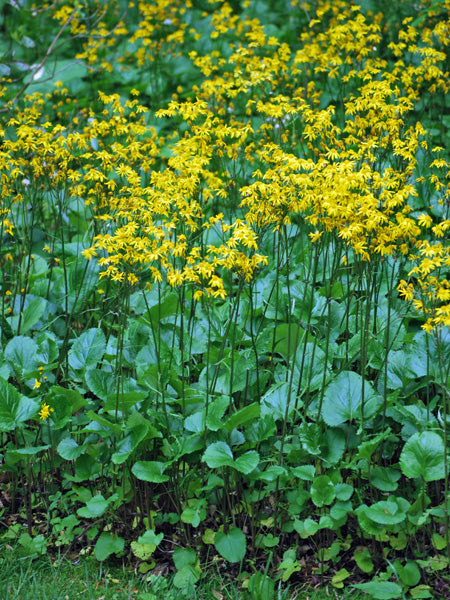 Senecio aureus (Packera aurea) (Golden Ragwort/Groundsel)