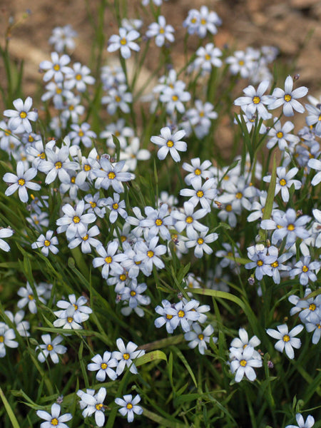 Sisyrinchium a. ‘Suwannee’ (Blue-eyed grass)