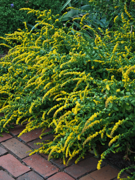 Solidago sphacelata 'Golden Fleece' (Dwarf Goldenrod)