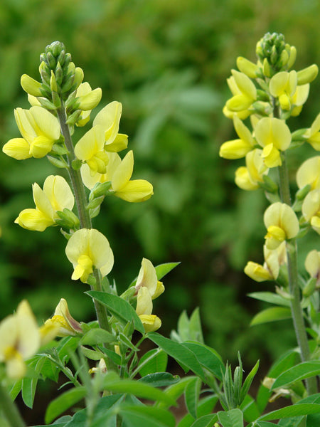 Thermopsis villosa (Carolina Lupine)