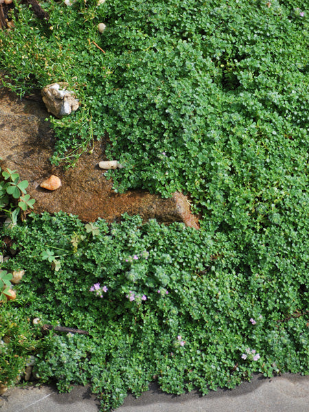 Thymus serpyllum 'Elfin' (Elfin Thyme)