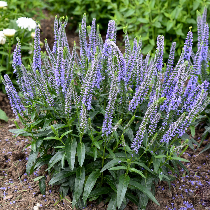 Veronica Magic Show® ‘Ever After’ (Spiked Speedwell)