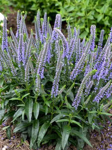 Veronica Magic Show® ‘Ever After’ (Spiked Speedwell)