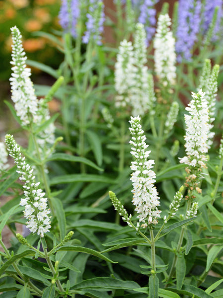 Veronica Moody Blues® White (Spiked Speedwell)