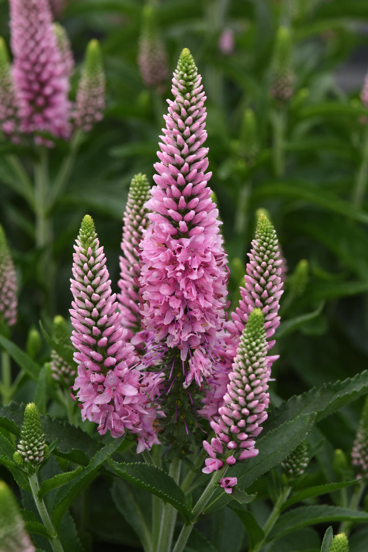 Veronica longifolia Skyward™ Pink (Long-leafed Speedwell)