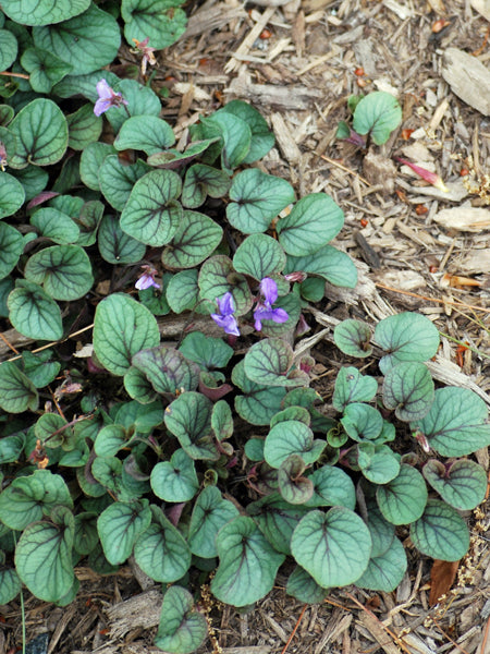 Viola walteri 'Silver Gem' (Prostrate Blue Violet)