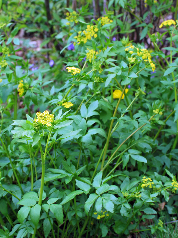 Zizia aurea (Golden Alexander)