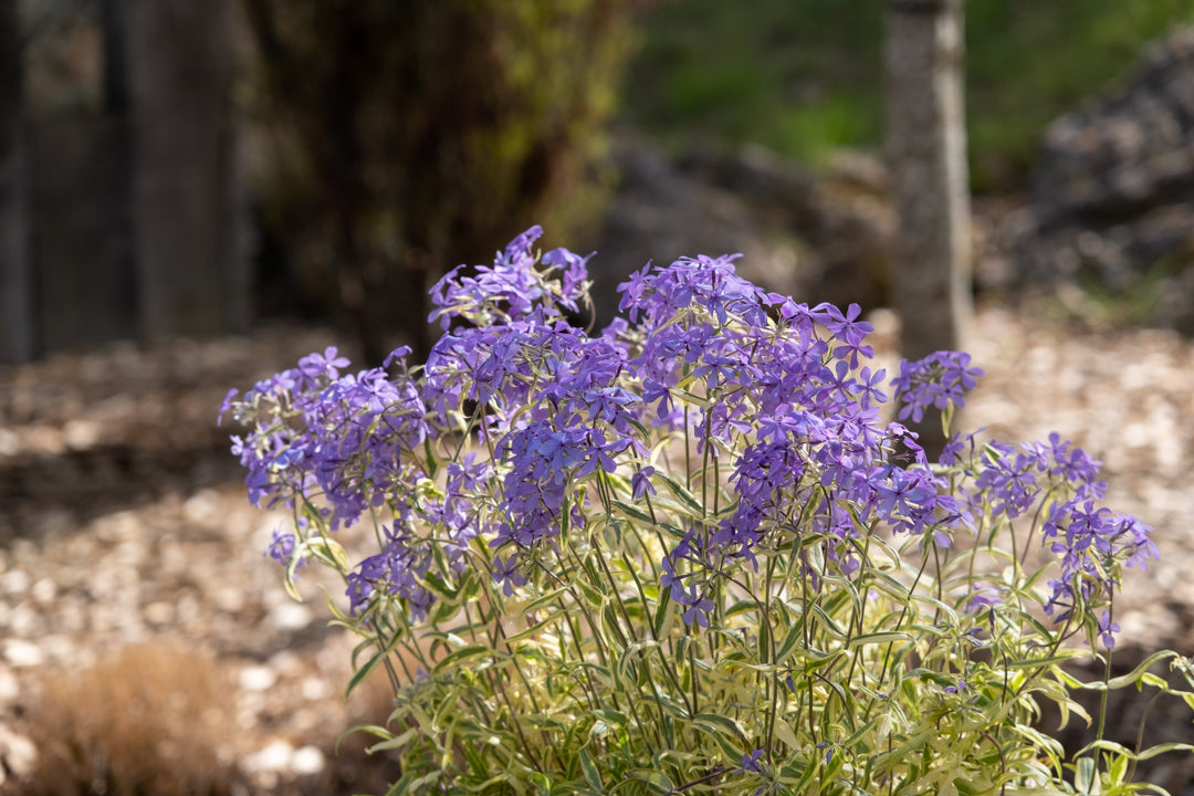 Phlox divaricata 'Blue Ribbons' (Variegated Woodland Phlox)