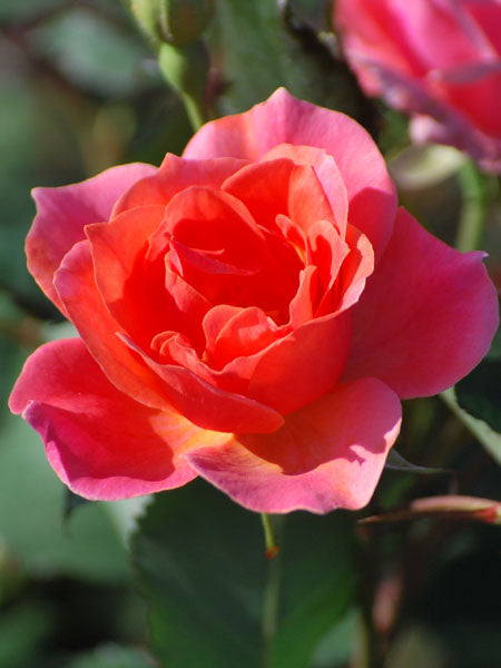 Coral Knock Out® Rose