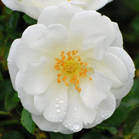 Rosa Flower Carpet® White (Groundcover Rose)