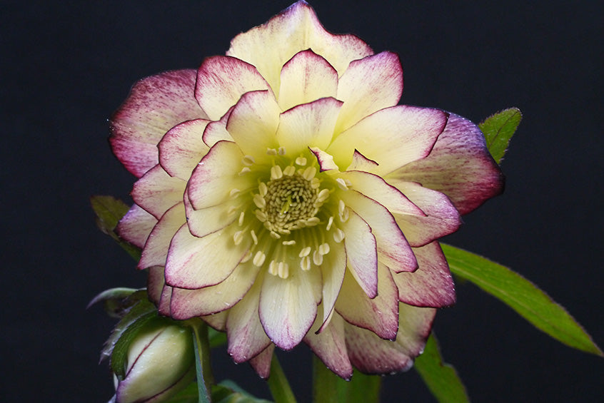 Helleborus W.J. ‘Rose Quartz’ (Winter Jewels® Series Lenten Rose)