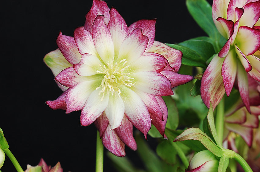 Helleborus W.J. ‘Rose Quartz’ (Winter Jewels® Series Lenten Rose)