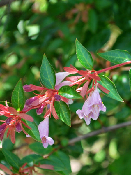 Abelia 'Edward Goucher' (Abelia)