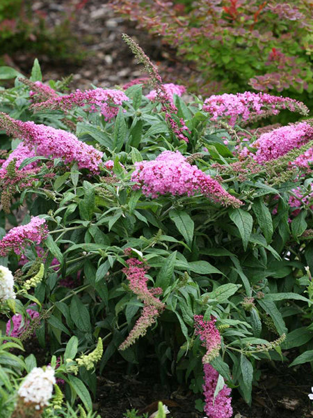 Buddleia Pugster Pinker® (Butterfly Bush)