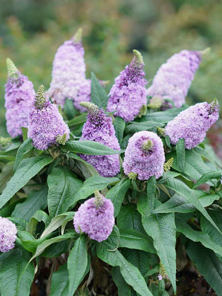 Buddleia Pugster® Amethyst (Butterfly Bush)