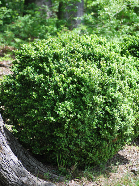 Buxus x sempervirens 'Green Velvet' (Common Boxwood)