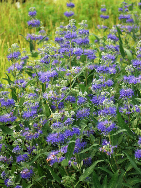 Caryopteris clandonensis 'Dark Knight' (Bluebeard)