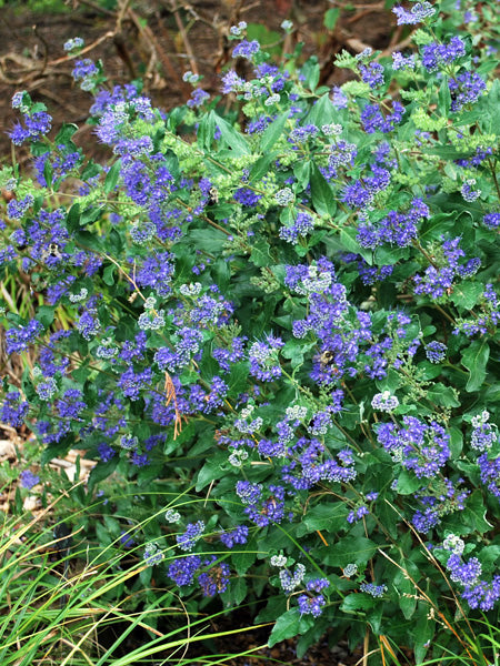 Caryopteris x clandonensis Grand Bleu® (Bluebeard)