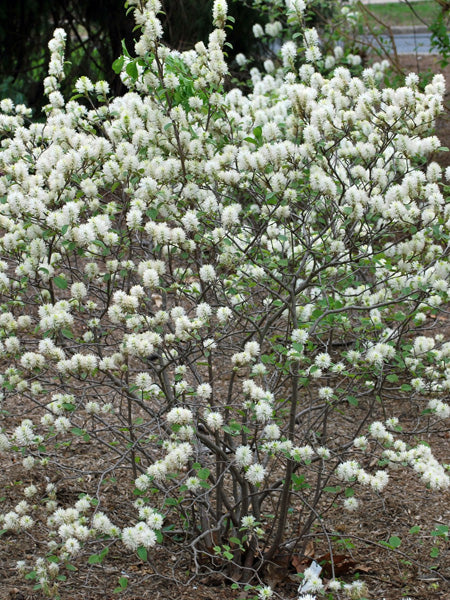 Fothergilla major 'Mt. Airy' (Dwarf Fothergilla)