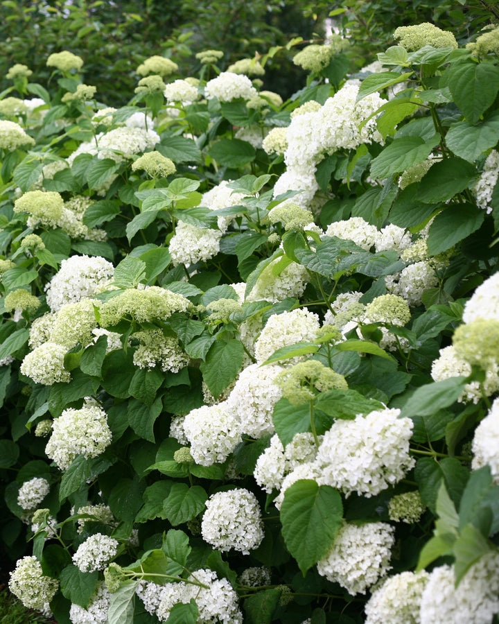 Hydrangea a. 'Incrediball' (Smooth Hydrangea)