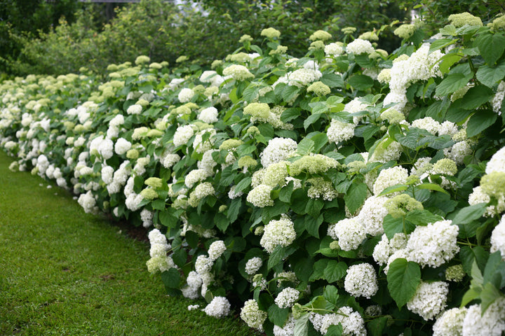 Hydrangea a. 'Incrediball' (Smooth Hydrangea)