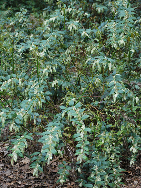 Leucothoe axillaris (Coastal doghobble)