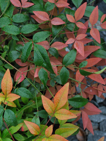 Nandina domestica Harbor Belle™ (Dwarf Heavenly Bamboo)