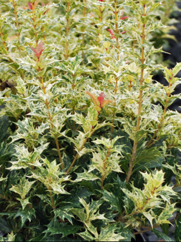 Osmanthus heterophyllus 'Goshiki' (False Holly)