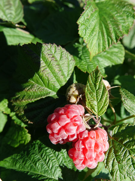 Red Raspberry (Rubus idaeus ‘Heritage’)