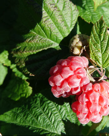 Red Raspberry (Rubus idaeus ‘Heritage’)