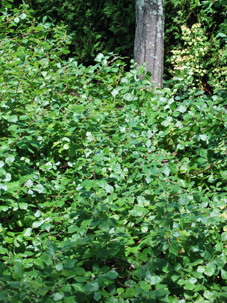 Rhus aromatica 'Gro-Low' (Fragrant Sumac)