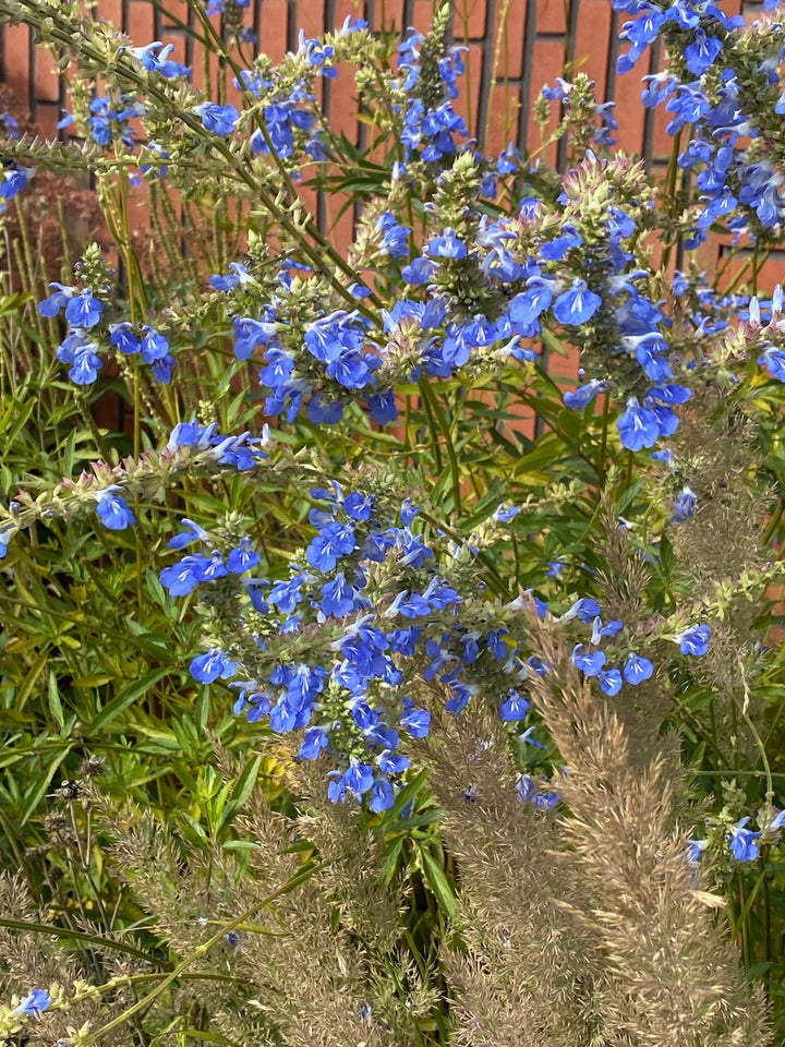 Salvia azurea (Blue Sage/Pitcher sage)