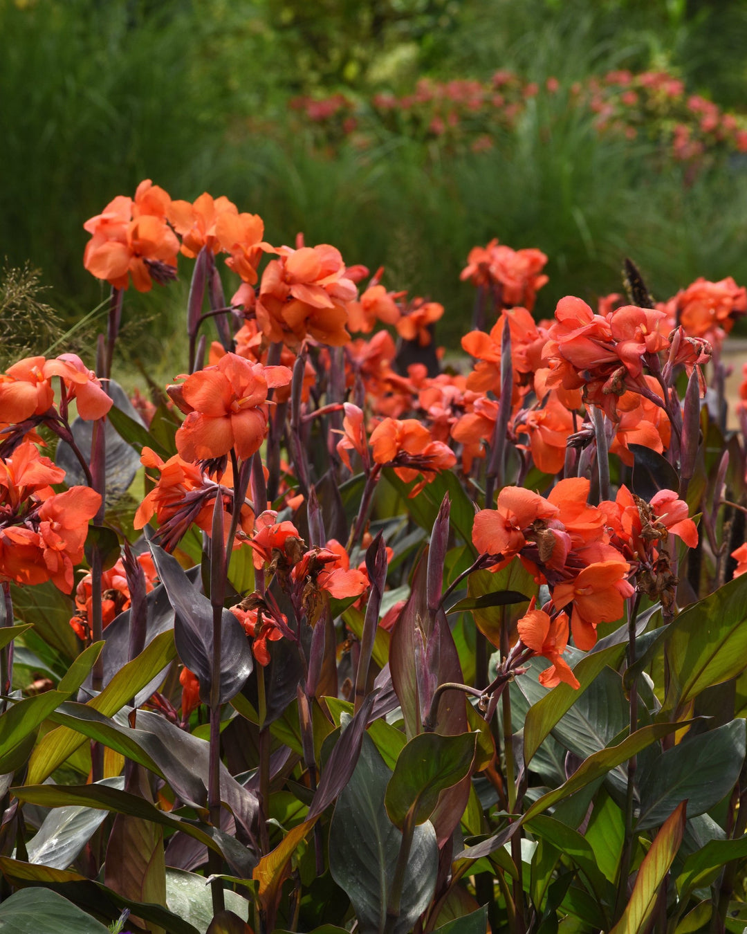 Canna Cannova® Bronze Orange (Canna Lily)