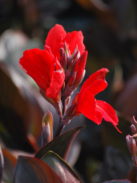 Canna Cannova® Bronze Scarlet (Canna Lily)