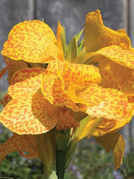 Canna Cannova® Gold Leopard (Canna Lily)